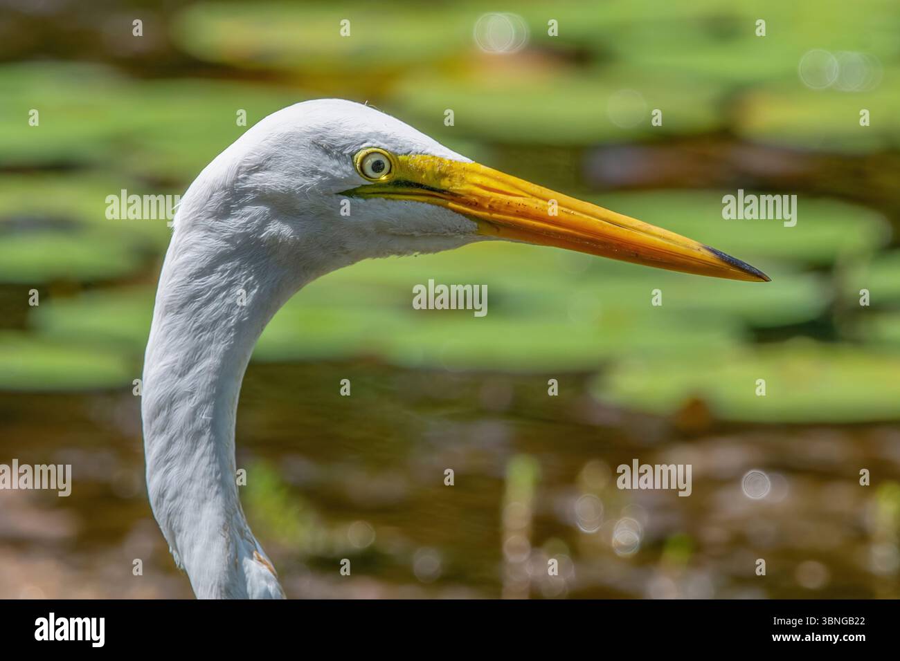 Great Egret nel Washburn Memorial Park, Marion, Massachusetts Foto Stock