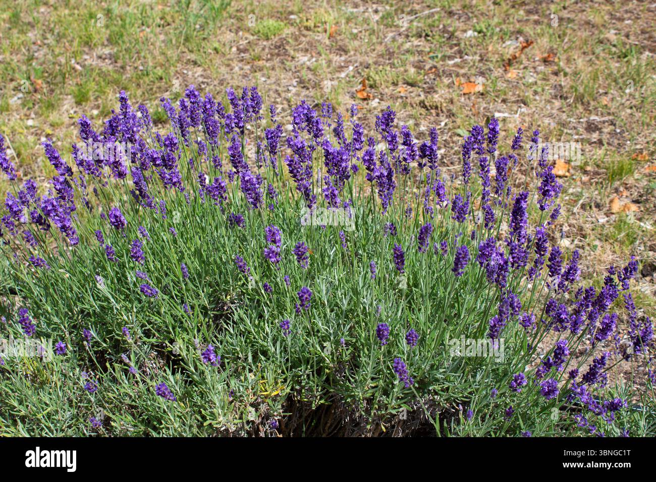Campo di lavanda. Fioritura di cespugli di lavanda. Giorno di sole d'estate. Foto Stock