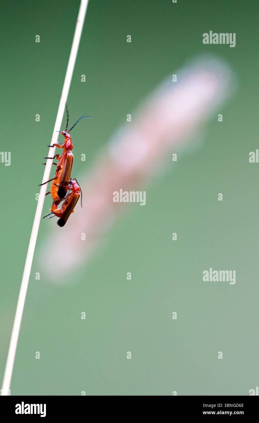 Comune coleottero rosso soldato Rhagonycha fulva una coppia che si accoppia su un gambo di erba secca nel Nord Norfolk, Regno Unito Foto Stock