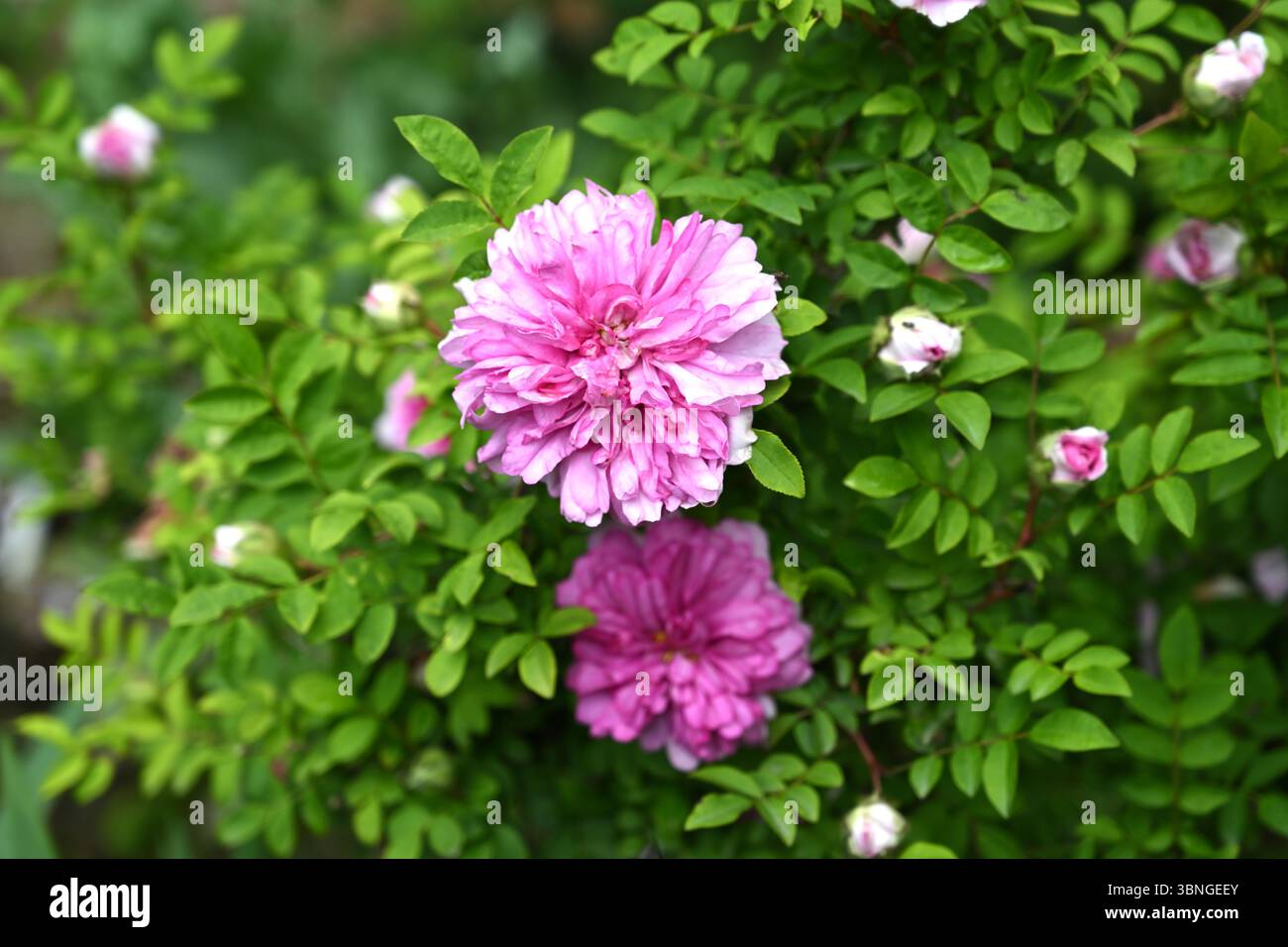 Fiori estivi doppi rosa di rosa vecchia, rosa roxburghii plena UK Garden June Foto Stock