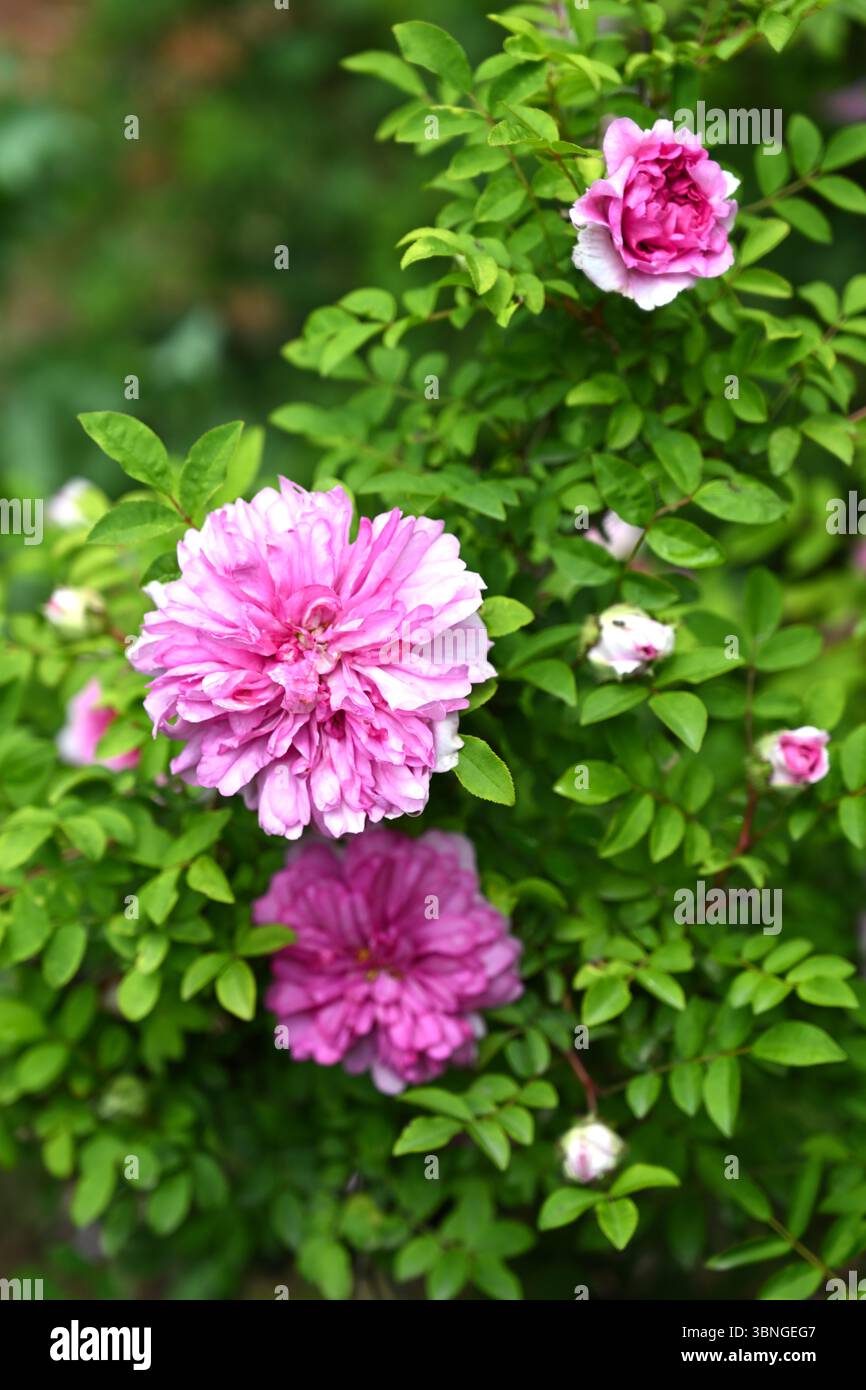 Fiori estivi doppi rosa di rosa vecchia, rosa roxburghii plena UK Garden June Foto Stock