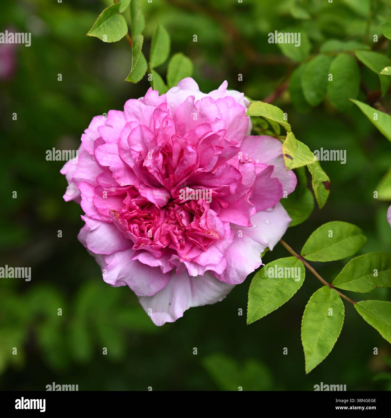 Fiori estivi doppi rosa di rosa vecchia, rosa roxburghii plena UK Garden June Foto Stock