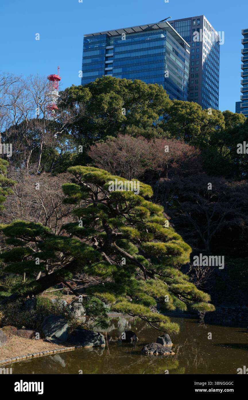 Tradizionale albero di pino sopra uno stagno nei Giardini Est del Palazzo Imperiale, incorniciato dai moderni e alti edifici di Tokyo in inverno Foto Stock