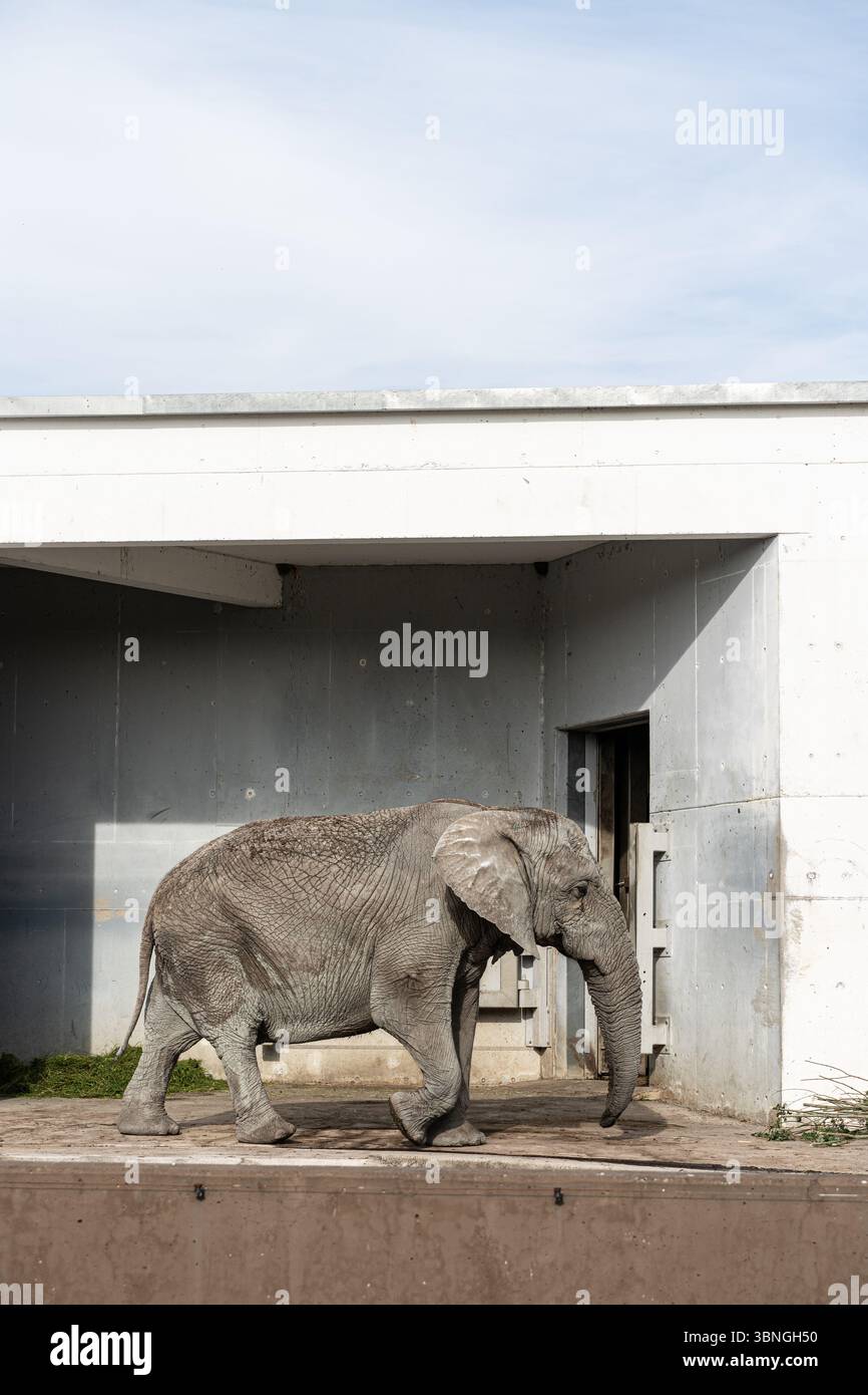 Elefante africano in un recinto all'aperto allo Zoo di Tallinn, Estonia. L'animale sta in piedi all'ombra e sta mangiando erba. Ambiente da zoo urbano. Foto Stock
