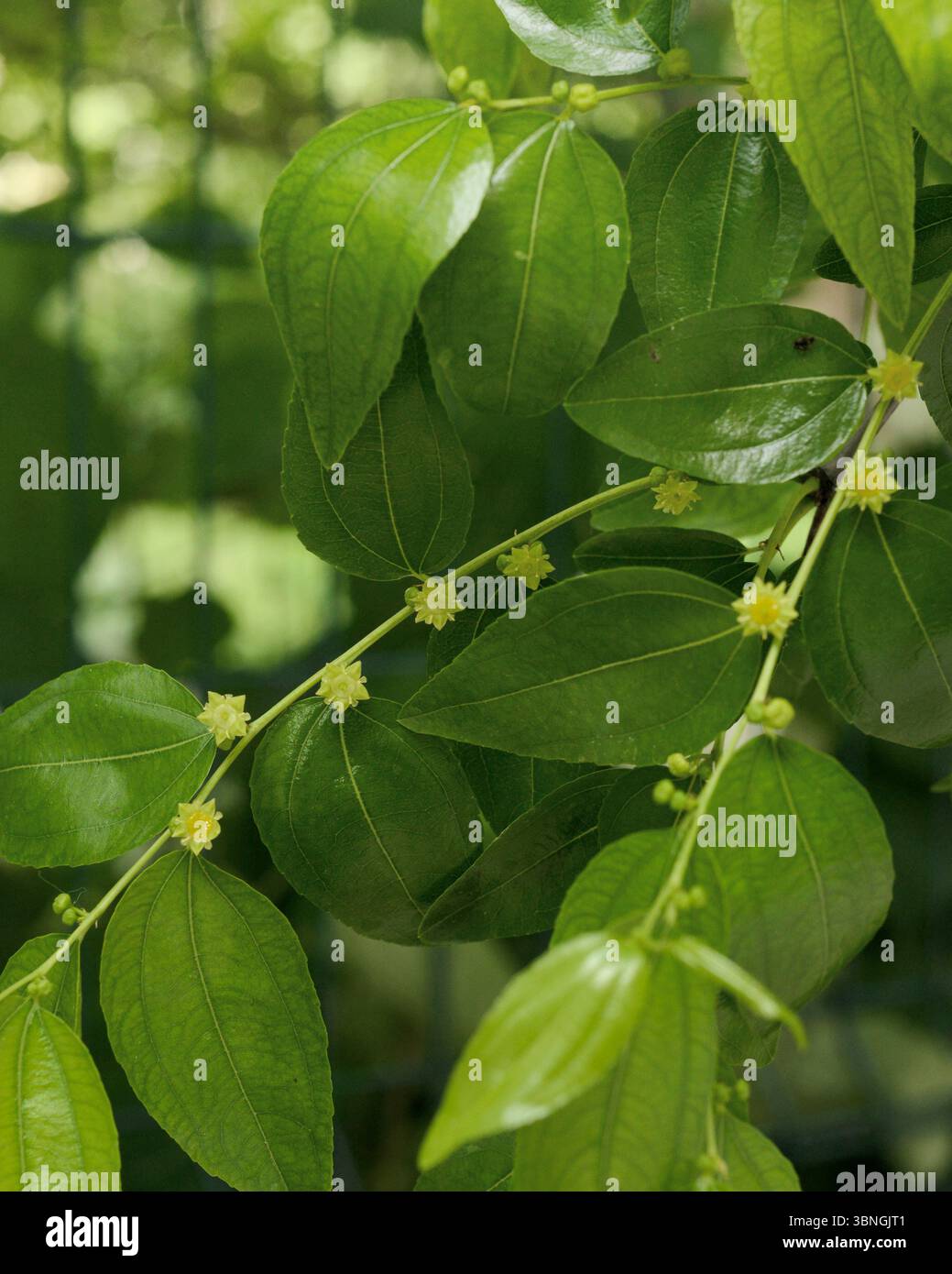 L'albero di Jujube Ziziphus jujuba in fiore con delicati fiori gialli-verdi durante l'estate Foto Stock