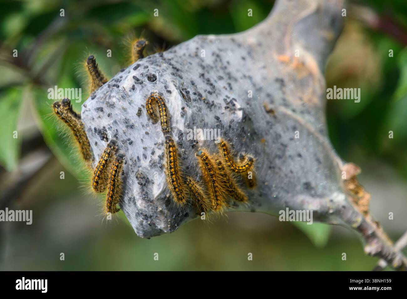 Tenda occidentale, Malacosoma californicum pluviale con nido di seta, George C. Reifel migratory Bird Sanctuary, Delta, British Columbia Foto Stock