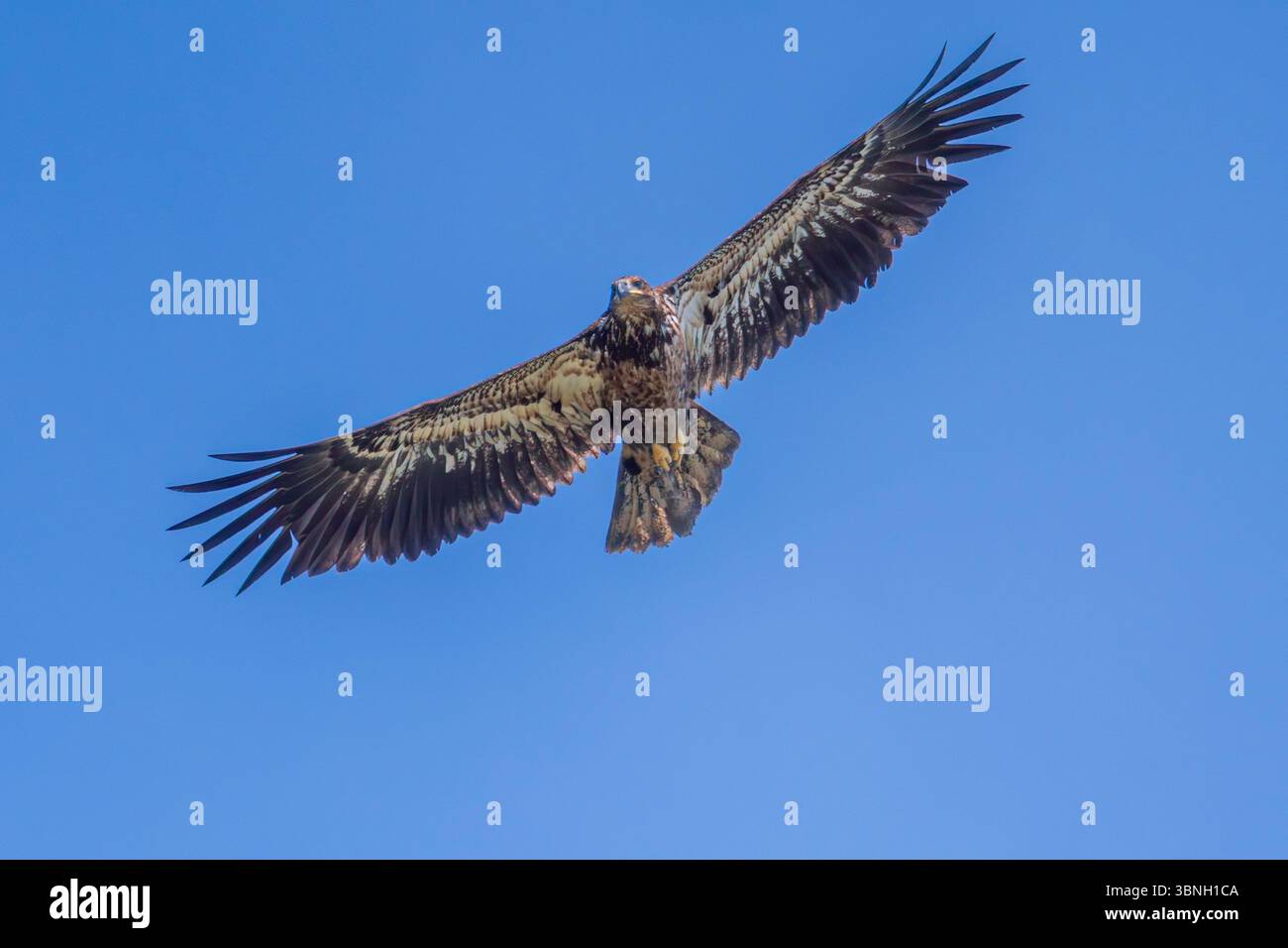 Giovane aquila calva in volo, Haliaeetus leucocephalus, George C. Reifel migratory Bird Sanctuary, Delta, Columbia Britannica, Canada Foto Stock