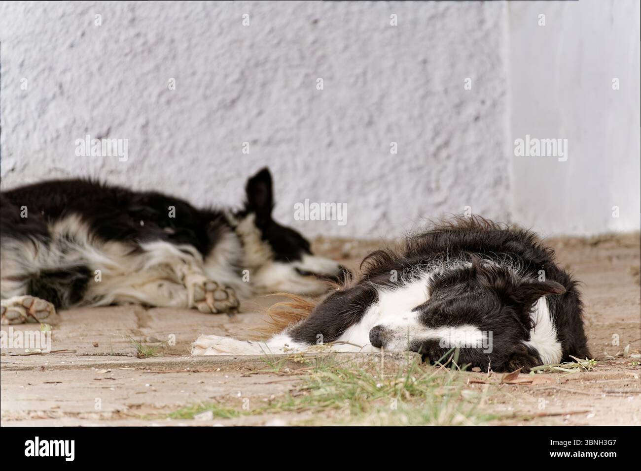 Due colle di confine che poggiano a terra vicino a una parete bianca, godendosi un tranquillo pisolino all'ombra Foto Stock
