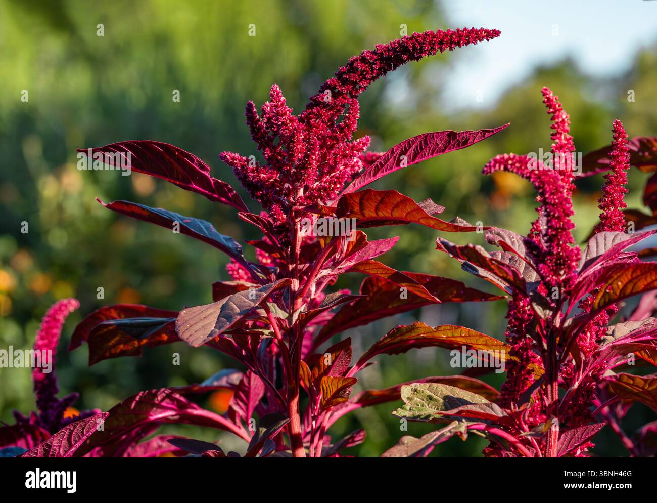 Una pianta di Amaranto chiamata Garnet Rosso con bellissime foglie rosse e punte di fiori magenta che crescono in un giardino. Foto Stock