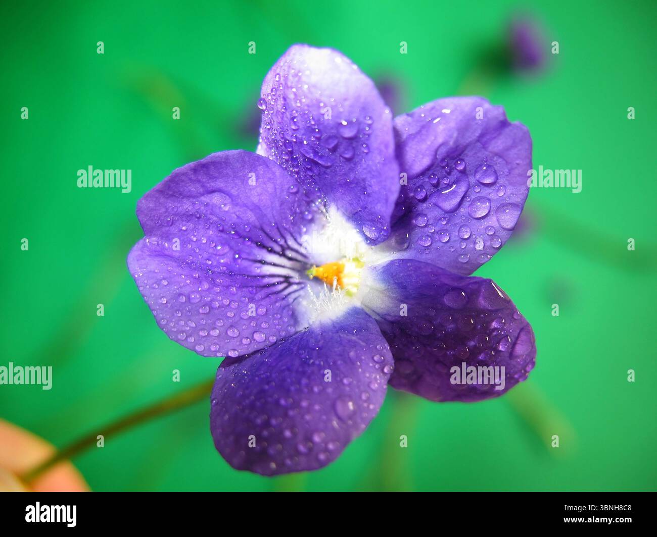 Primo piano di una viola cosparsa d'acqua su uno sfondo verde sfocato con altre viola. Foto Stock