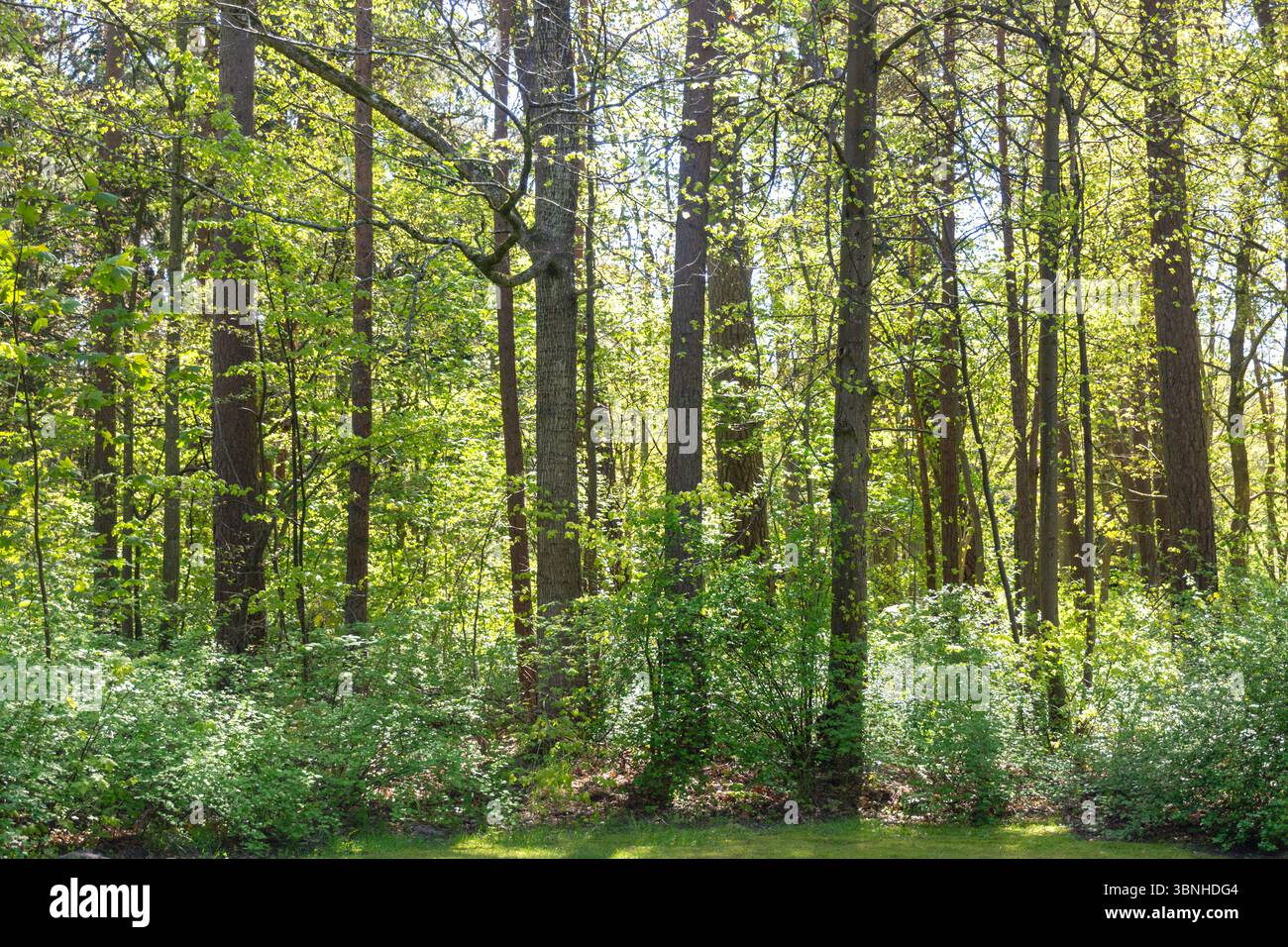 Bosco nel giardino botanico (Palangos miesto botanikos parkas), Palanga, contea di Klaipėda, Repubblica di Lituania Foto Stock