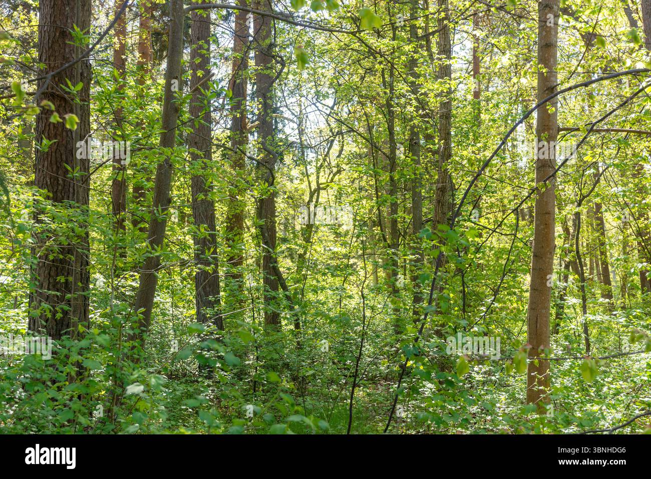 Bosco nel giardino botanico (Palangos miesto botanikos parkas), Palanga, contea di Klaipėda, Repubblica di Lituania Foto Stock