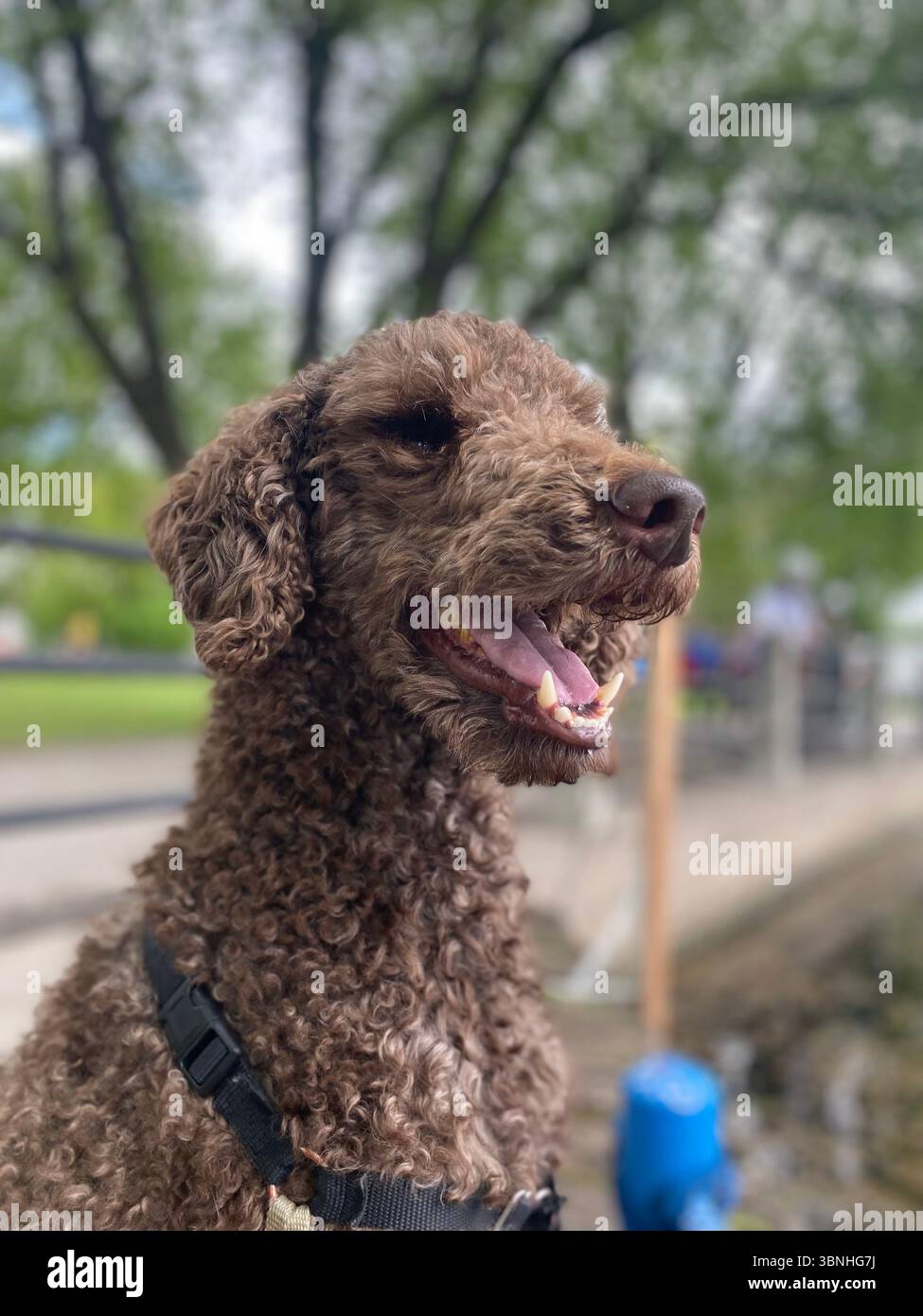 Il cane bruno che sorride con un parco sullo sfondo - Immagine stock catturata con smartphone