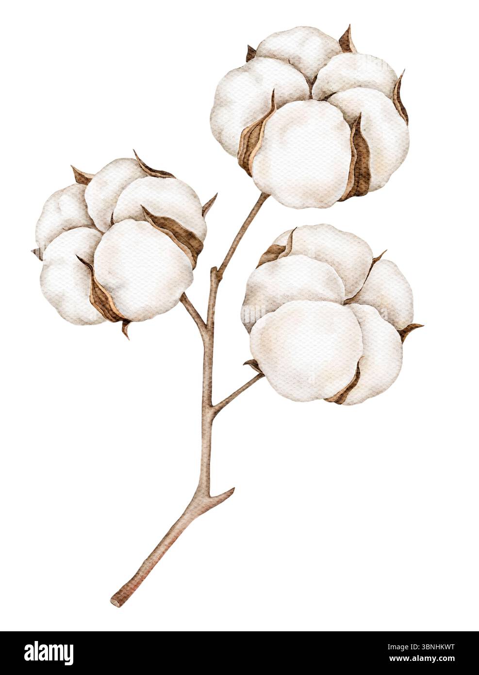 Acquerello illustrazione botanica di un ramo di cotone con soffici bolli bianchi e steli marroni, isolato su bianco. Ideale per imballaggio, cancelleria, fabr Foto Stock
