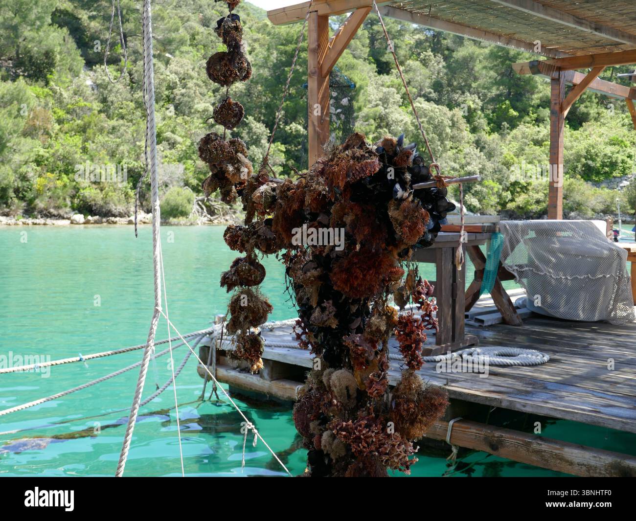 Le colture di ostriche sospese nella fattoria di ostriche sull'oceano Foto Stock