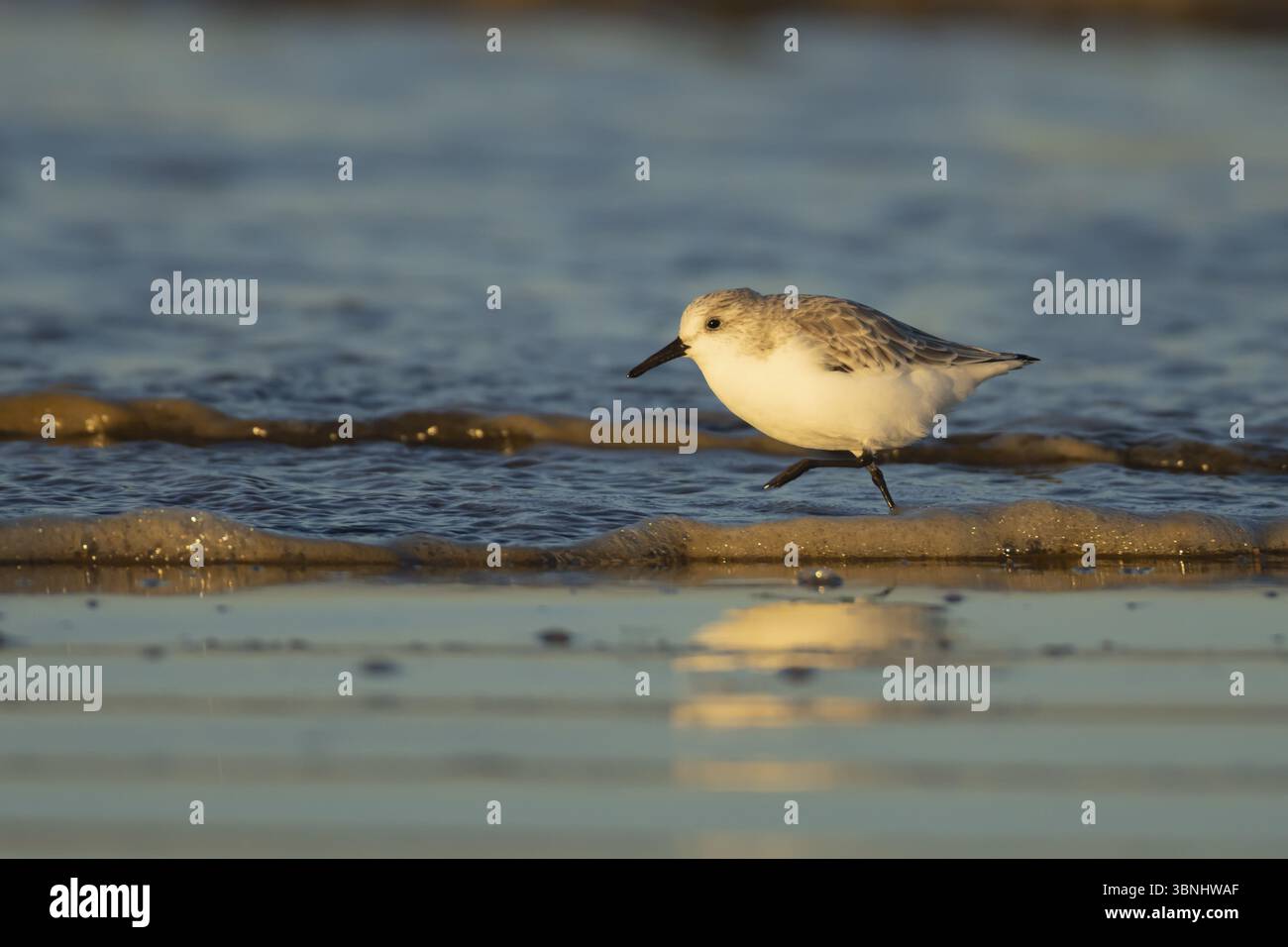Sanderling (Calidris alba) uccello adulto in inverno plumage che corre sul surf del mare su una spiaggia, Inghilterra, Regno Unito, Europa Foto Stock