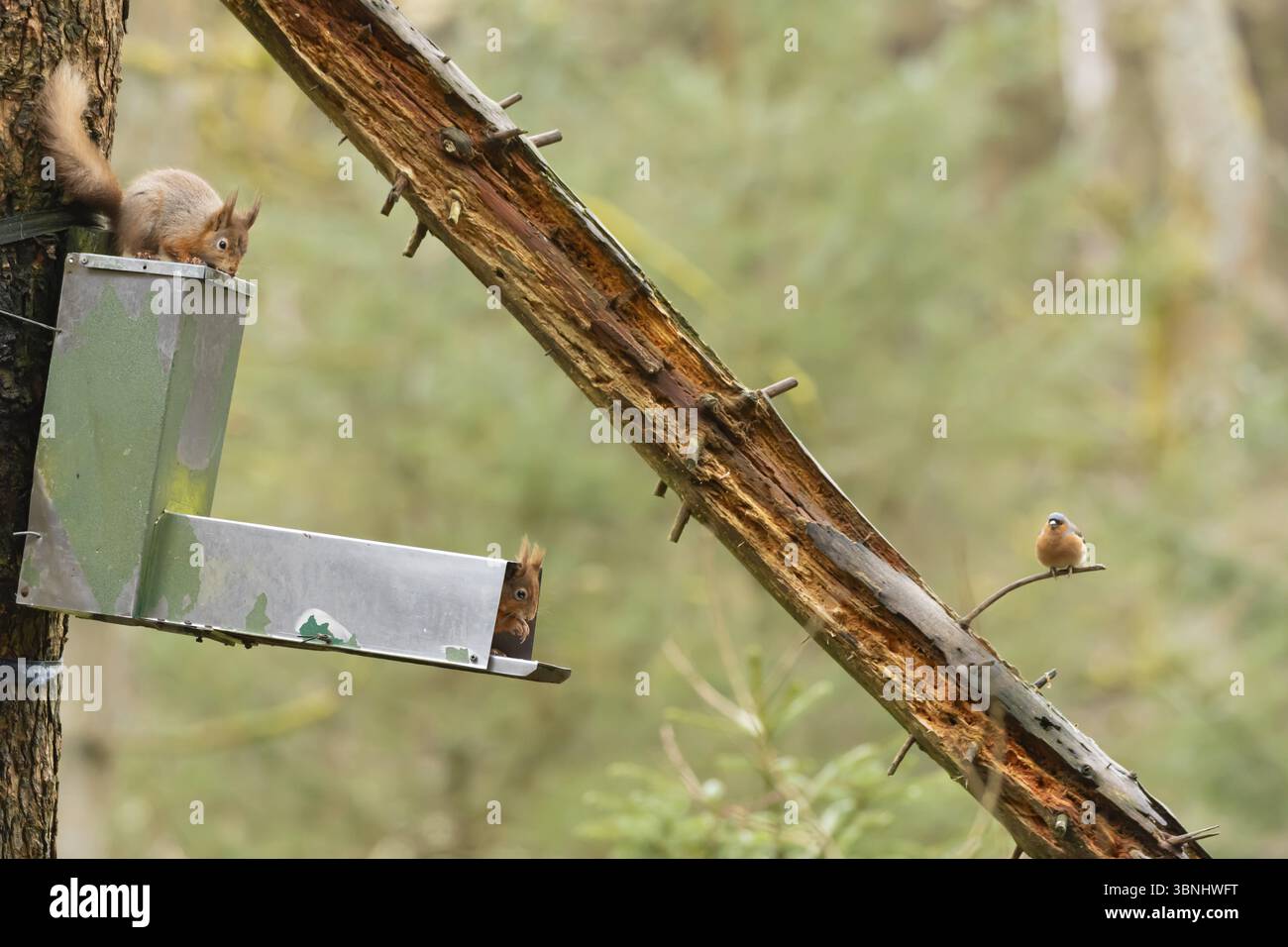 Scoiattolo rosso (Sciurus vulgaris): Due animali adulti su un alveo del bosco con un uccello Chaffinch maschio che guarda su, Inghilterra, Regno Unito, Europa Foto Stock