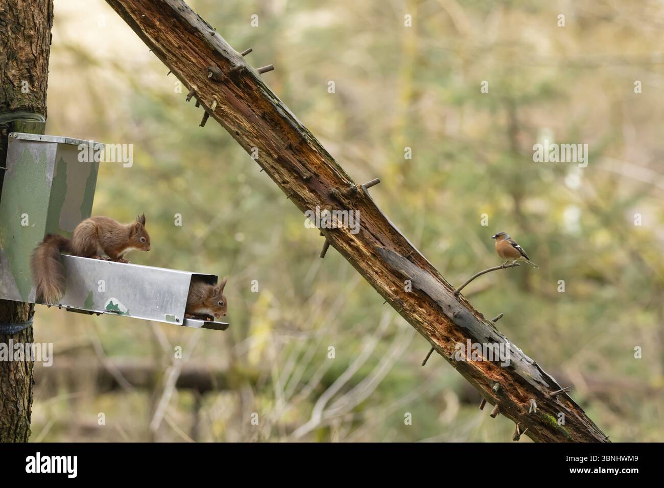 Scoiattolo rosso (Sciurus vulgaris): Due animali adulti su un alveo del bosco con un uccello Chaffinch maschio che guarda su, Inghilterra, Regno Unito, Europa Foto Stock