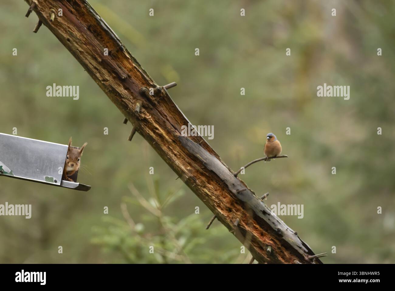 Scoiattolo rosso (Sciurus vulgaris) animale adulto che guarda fuori da un alimento boschivo con un uccello Chaffinch maschio che guarda su, Inghilterra, Regno Unito, Europa Foto Stock