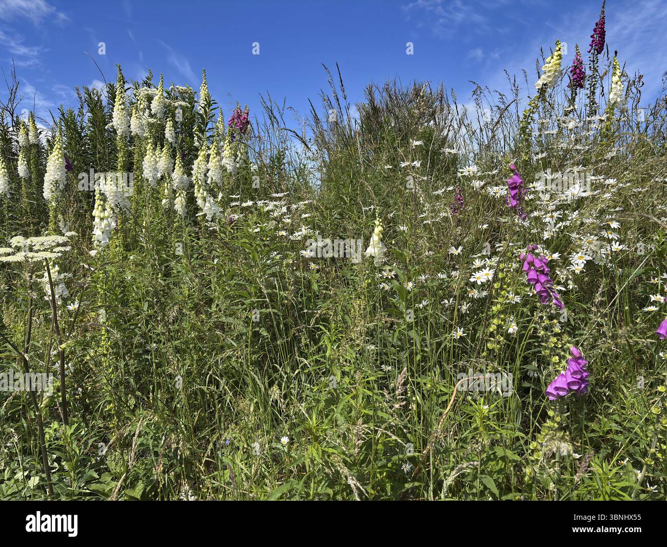 Un prato fiorito con fiori selvatici sotto un cielo azzurro, Foxglove Aberdeenshire, Scozia, Gran Bretagna Foto Stock