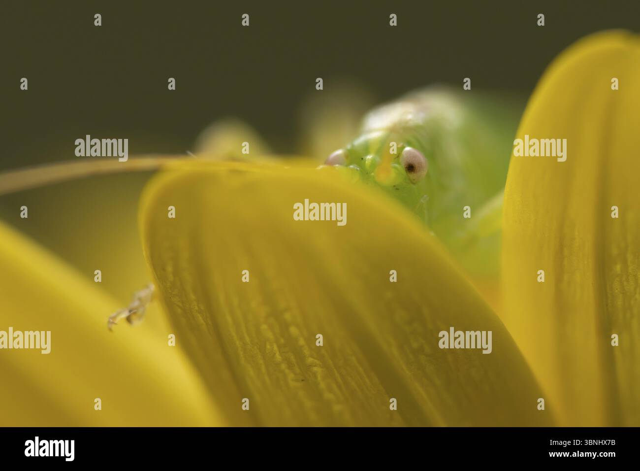 Cricket di quercia (Meconema thalassinum) insetto adulto su un fiore giallo giardino, Inghilterra, Regno Unito, Europa Foto Stock