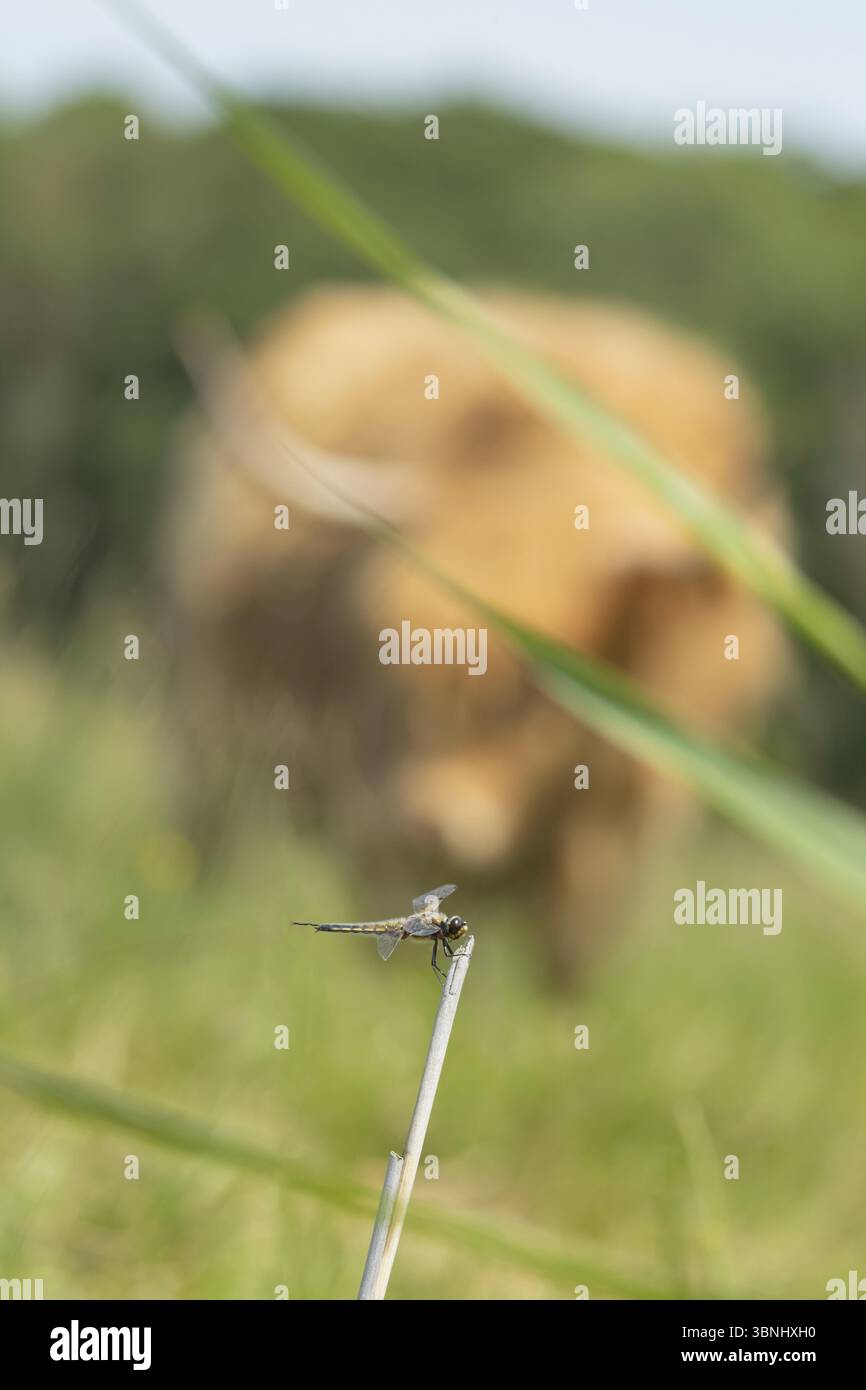 Un inseguitore a quattro macchie (Libellula quadrimaculata), insetto adulto che riposa su uno stelo di canne e viene osservato da una mucca delle Highland (Bos taurus taurus), Ing Foto Stock