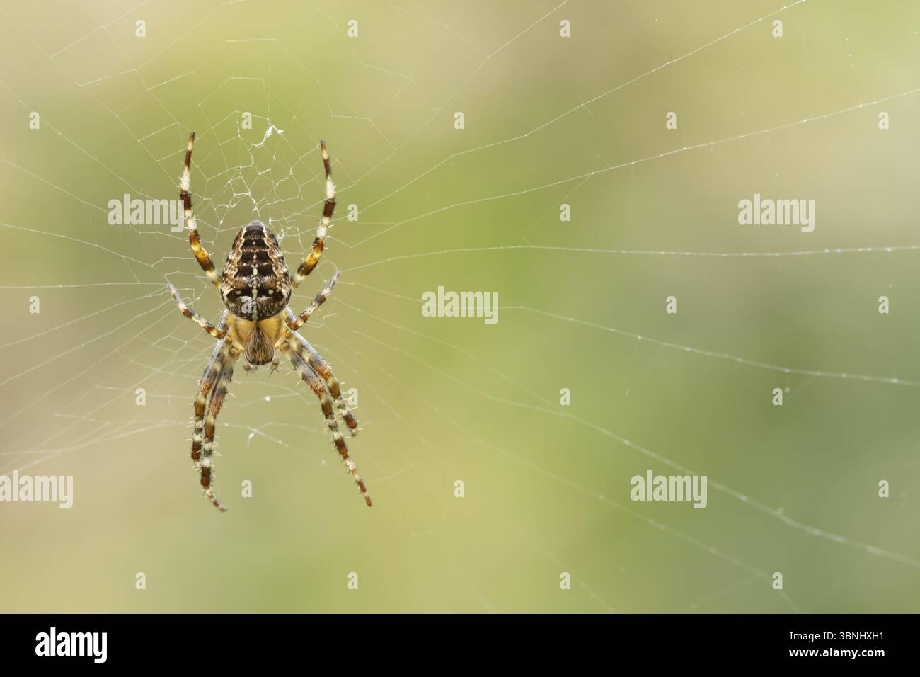 Ragno da giardino europeo (Araneus diadematus) adulto nella sua ragnatela, Inghilterra, Regno Unito, Europa Foto Stock