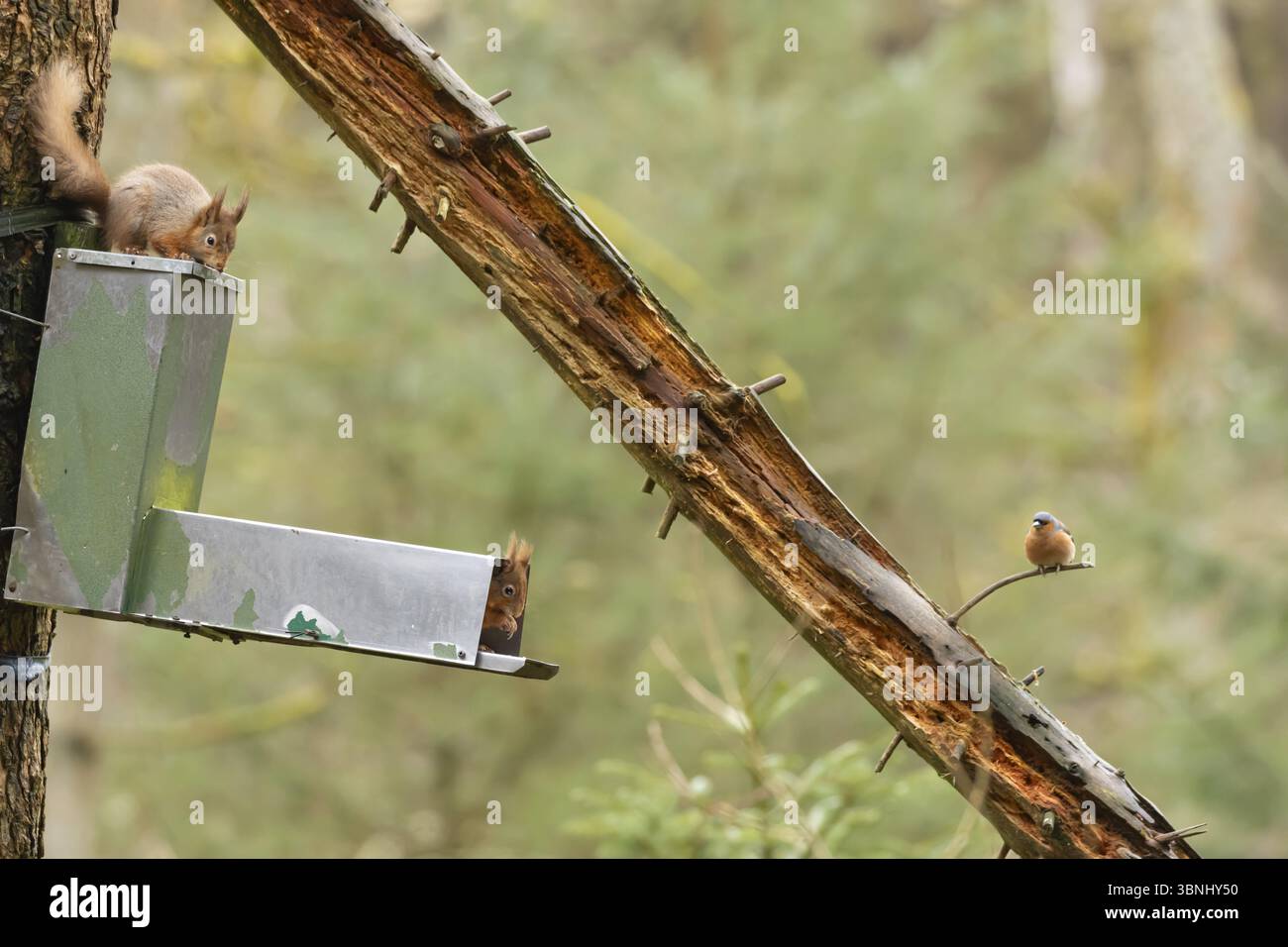Scoiattolo rosso (Sciurus vulgaris): Due animali adulti su un alveo del bosco con un uccello Chaffinch maschio che guarda su, Inghilterra, Regno Unito, Europa Foto Stock