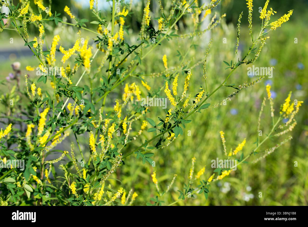 Trifoglio giallo alto, Melilotus altissimus fiori di prato primo piano messa a fuoco selettiva Foto Stock