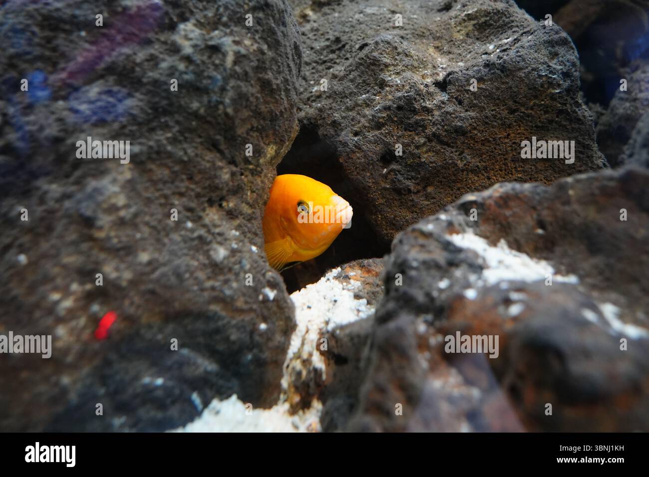 Primo piano di pesci Cichlidi gialli che si nascondono tra le rocce in un acquario Foto Stock