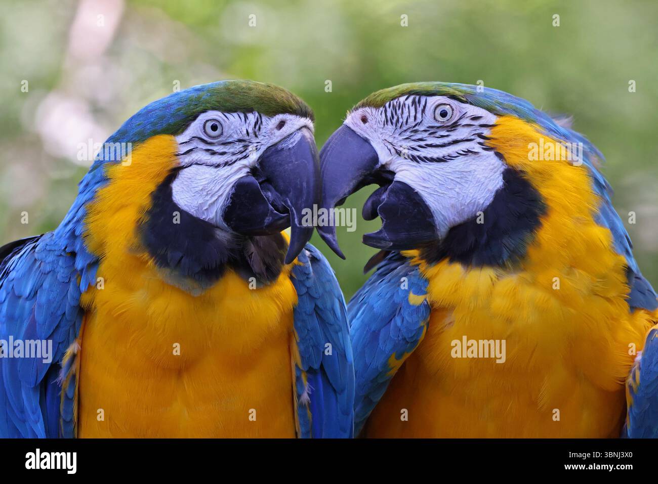Ritratto Macaws blu e giallo su sfondo verde Foto Stock