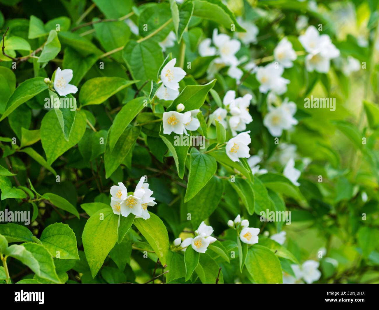 Fiori aromatici bianchi di un cespuglio fiorito di Philadelphia coronarius (dolce arancia finta, pino inglese) in giardino. Primo piano. Foto Stock