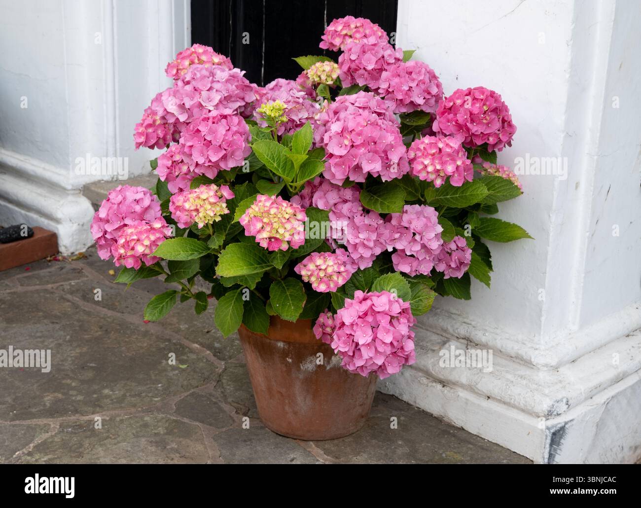Un impianto di Hydrangea rosa in vaso, Stratford-upon-Avon, Regno Unito Foto Stock
