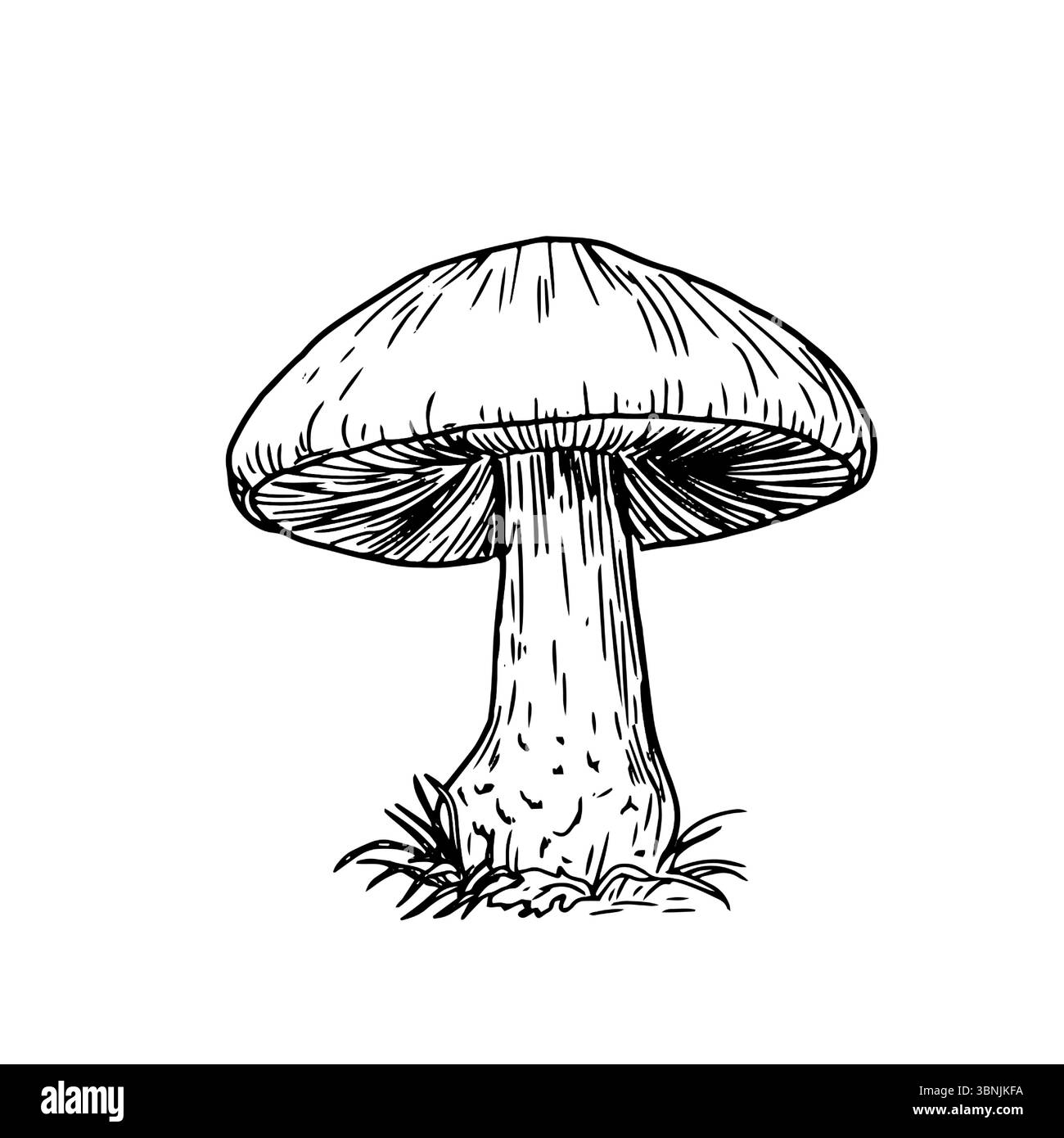 Funghi selvatici in erba, uno schizzo in inchiostro bianco e nero. Illustrazione vettoriale. Decorazioni autunnali per un giardino di funghi, evidenziate su sfondo bianco. Illustrazione Vettoriale