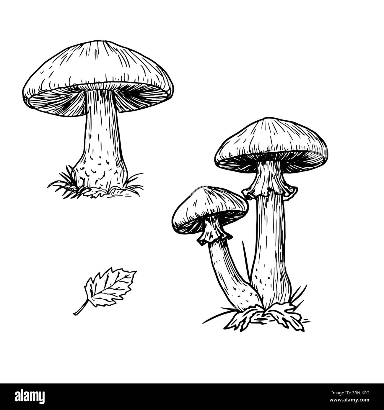 Funghi forestali nell'erba, schizzi di inchiostro bianco e nero. Illustrazione vettoriale. Un set autunnale per una raccolta di funghi, isolato su sfondo bianco. F Illustrazione Vettoriale