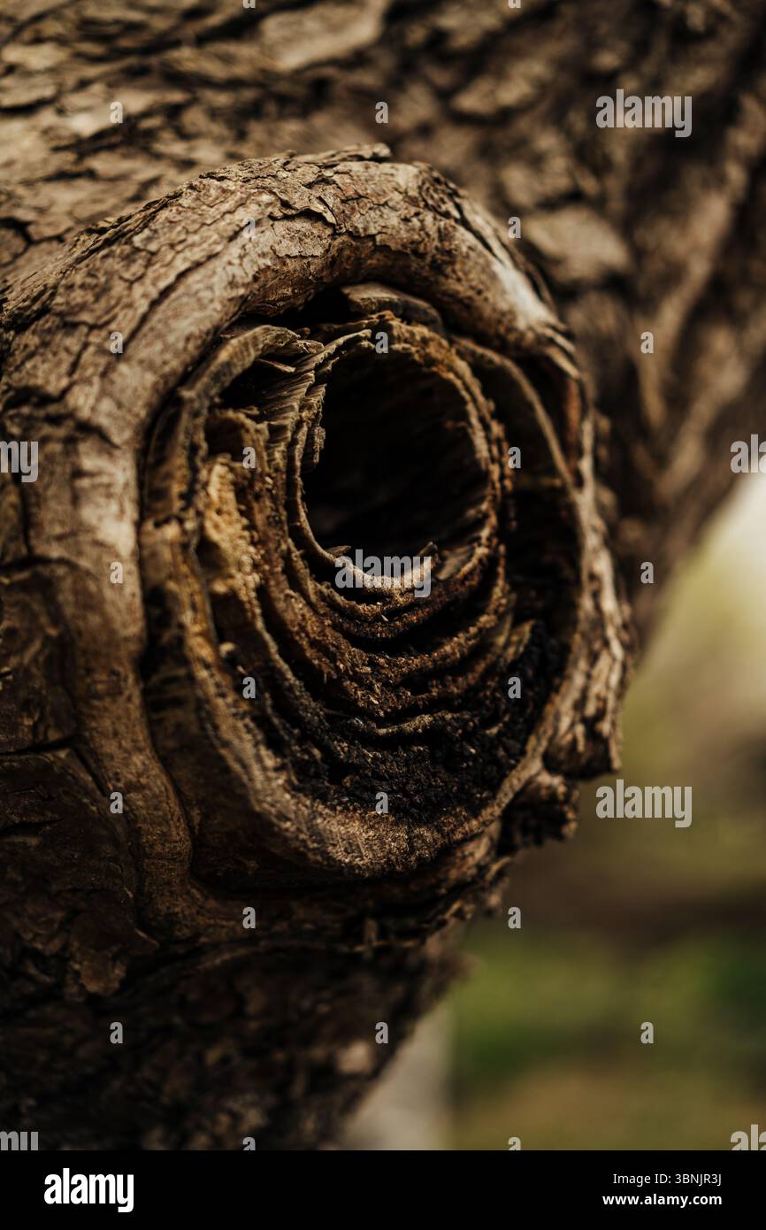 Vista ravvicinata di un nodo di alberi che rivela intricati strati di corteccia invecchiata, che mostra le texture e i motivi naturali che si sono formati nel tempo, evidenziando l'orga Foto Stock