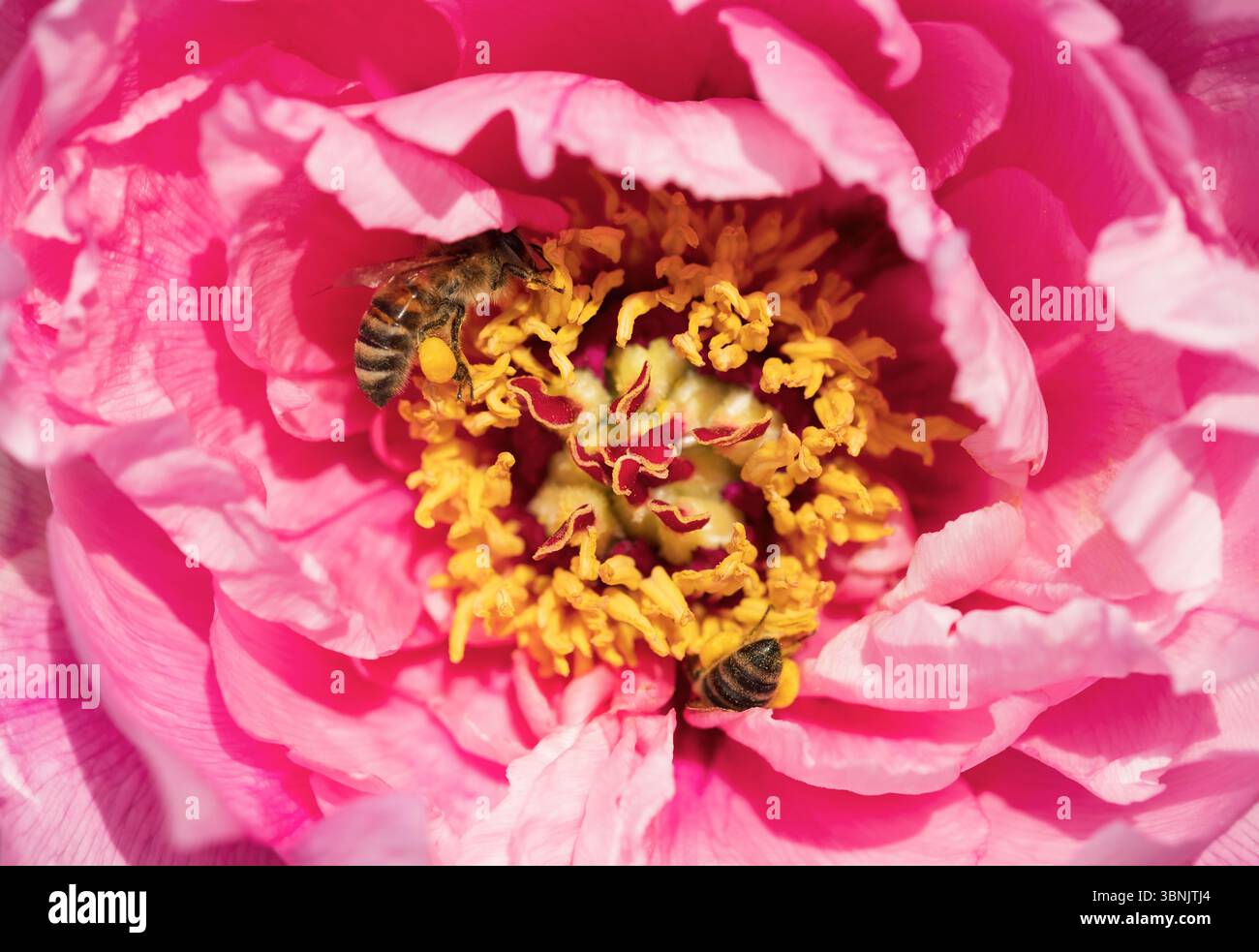 Una foto macro dettagliata che cattura le api che impollinano un vivace fiore di peonia rosa con intricati stami gialli. L'immagine mostra la bellezza della natura A. Foto Stock