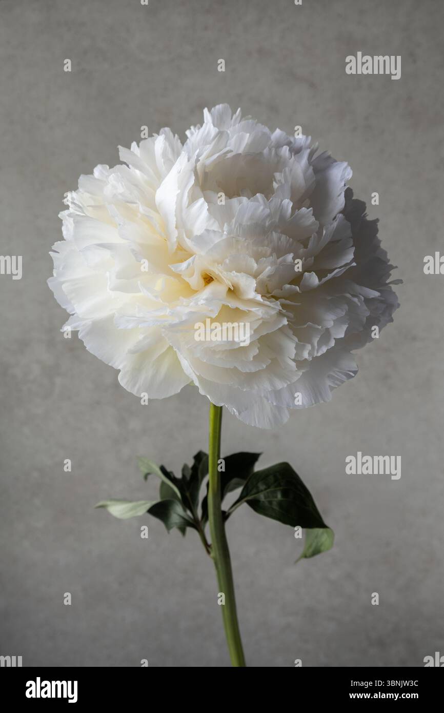 Uno splendido primo piano di una peonia bianca in piena fioritura, che mostra i petali morbidi e l'elegante semplicità della bellezza della natura. Ideale per applicazioni floreali e botaniche Foto Stock