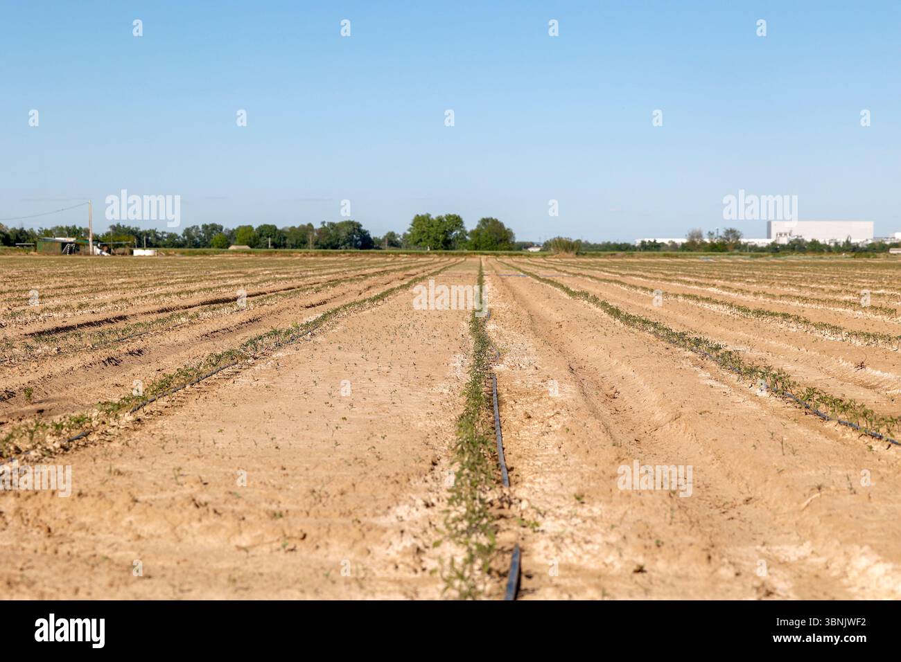 File di giovani piante di pomodoro prosperano in un'azienda agricola, coltivate da un'efficiente irrigazione a goccia. Il sistema conserva l'acqua garantendo al contempo una crescita sana nella A. Foto Stock