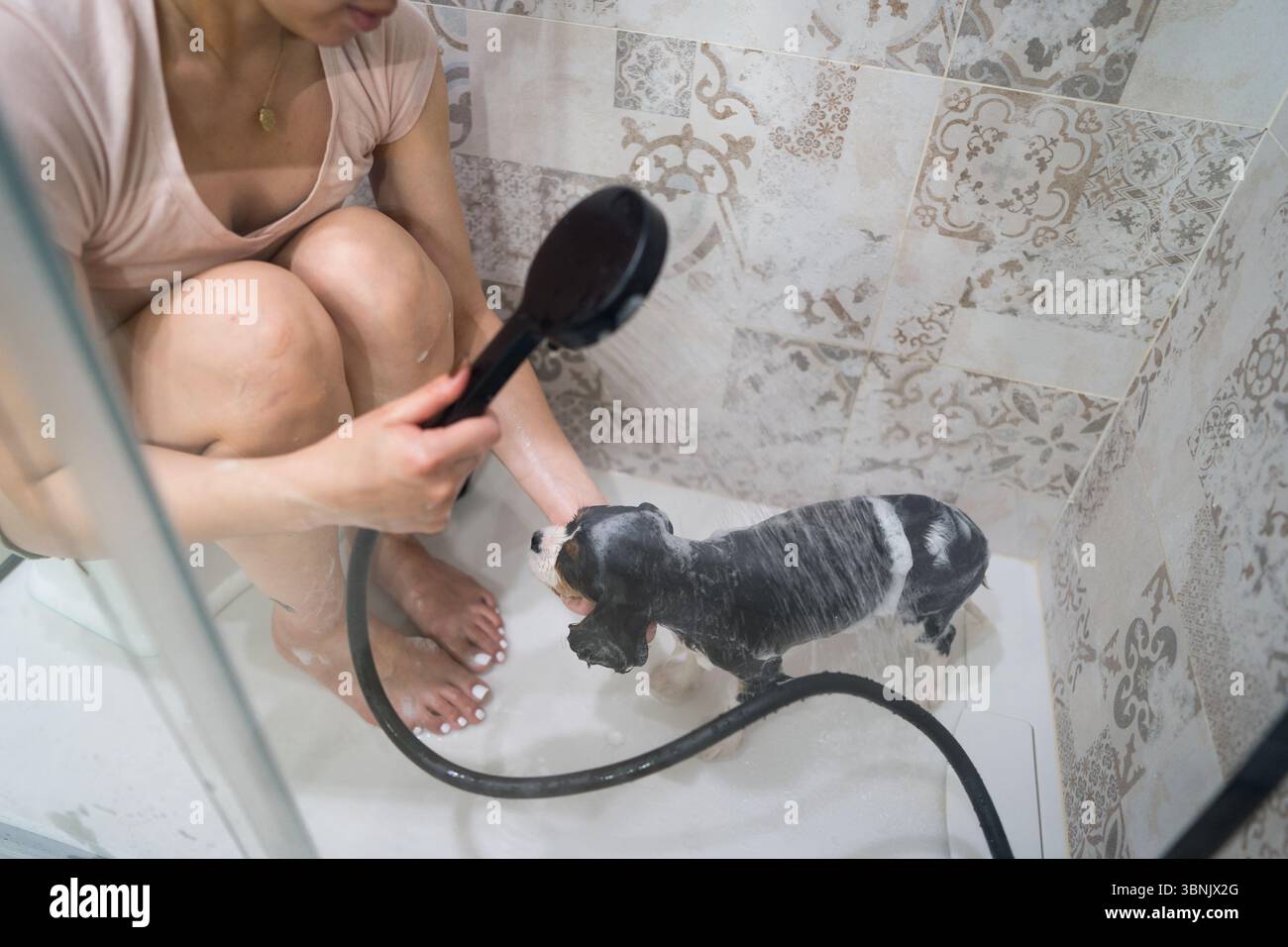 Una donna si immerge amorevolmente nella doccia di casa con il suo Cavalier King Charles Spaniel, usando una doccia portatile per lavare delicatamente il suo animale domestico, mostrando un dieci Foto Stock