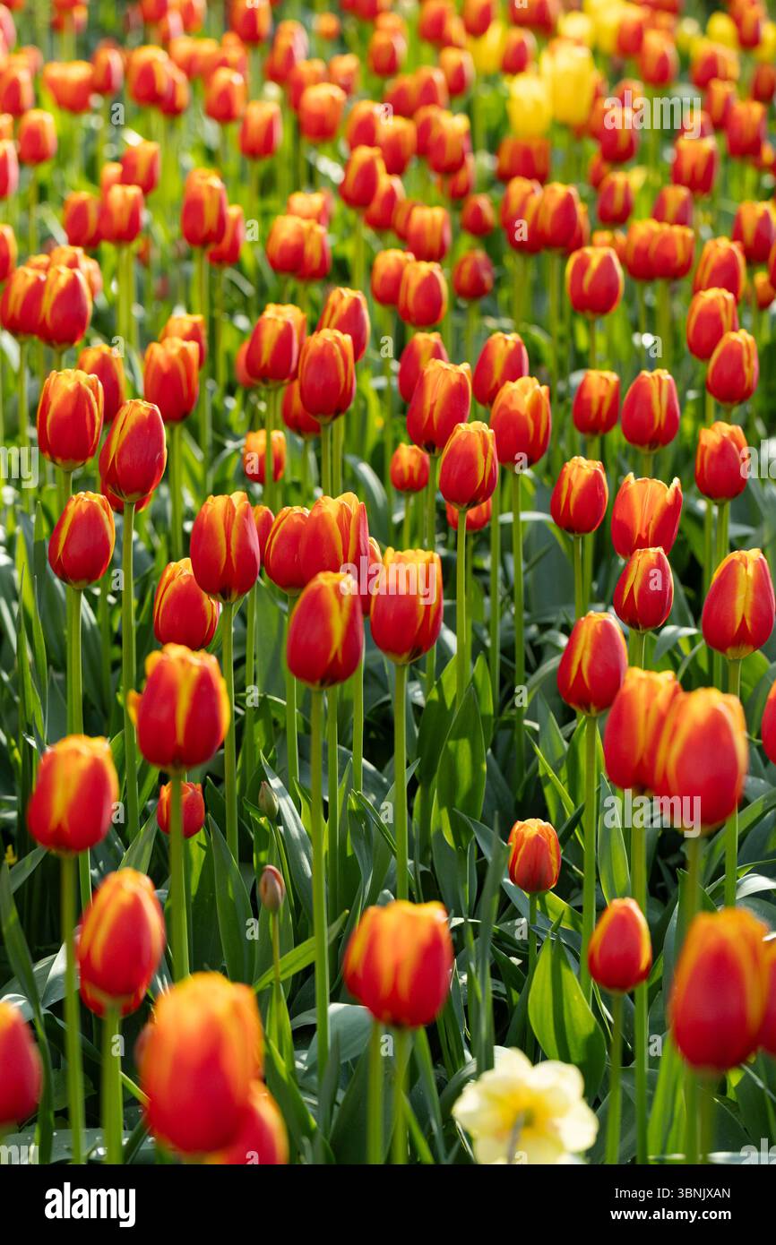 Un campo affascinante di tulipani rossi e gialli vibranti in piena fioritura, che catturano l'essenza della primavera. Le foglie verdi rigogliose completano il suggestivo colle Foto Stock