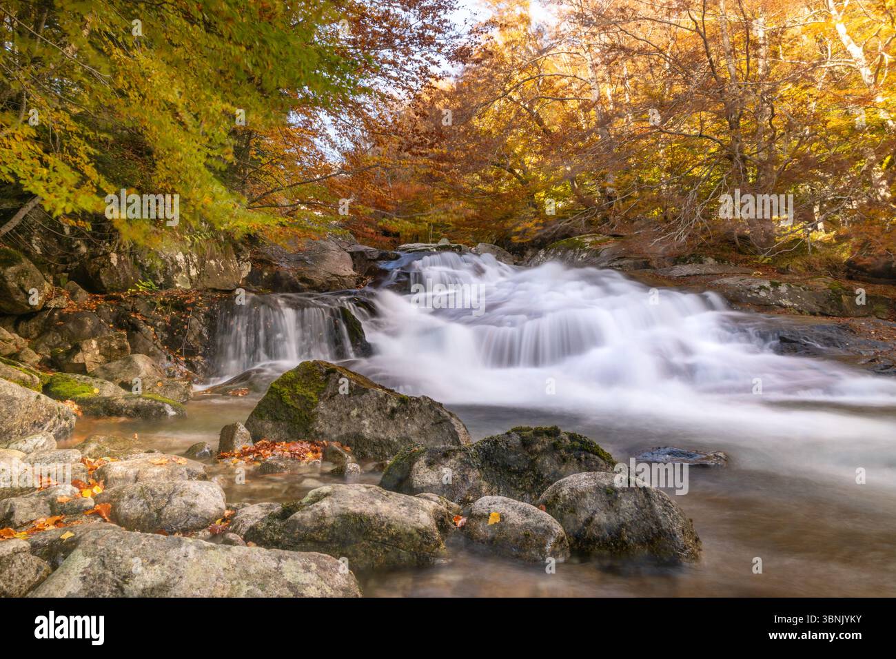 Un tranquillo torrente scorre attraverso una foresta adornata da vibranti foglie autunnali. Il movimento fluido dell'acqua e il fogliame colorato creano un ambiente sereno, Foto Stock