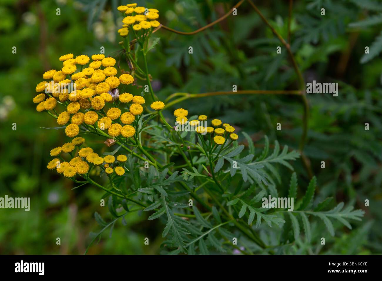 Tansy Tanacetum vulgare pianta selvatica in estate. Foto Stock