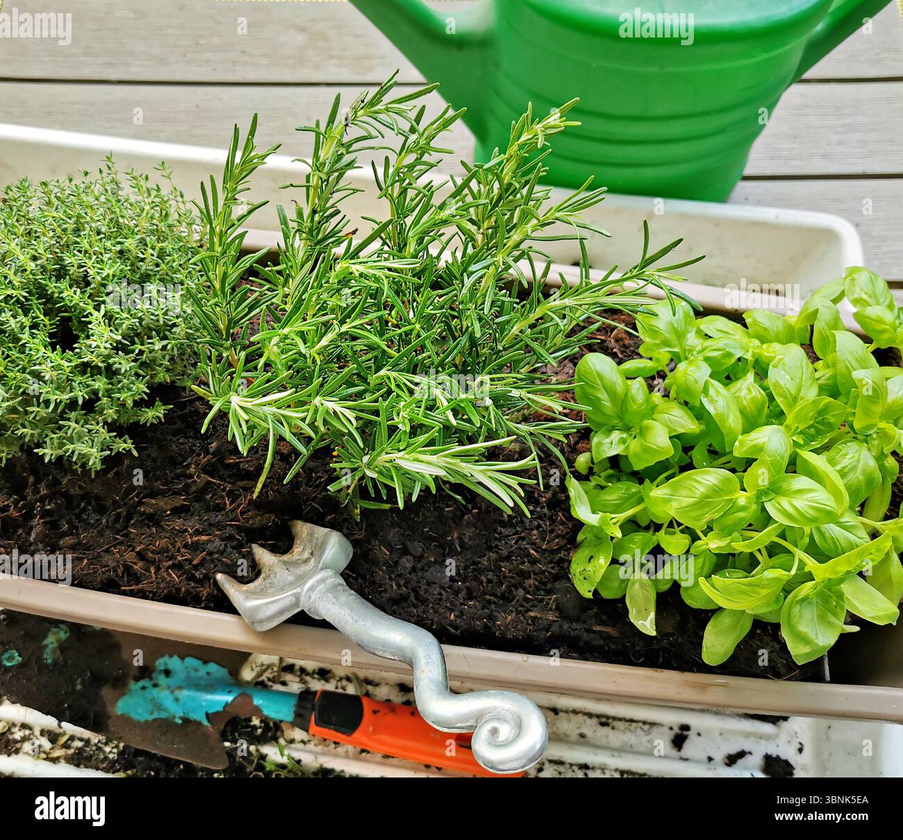 giardinaggio, miscela di erbe aromatiche, vaso di fiori verde fresco, scatola di piantatrice balcone Foto Stock