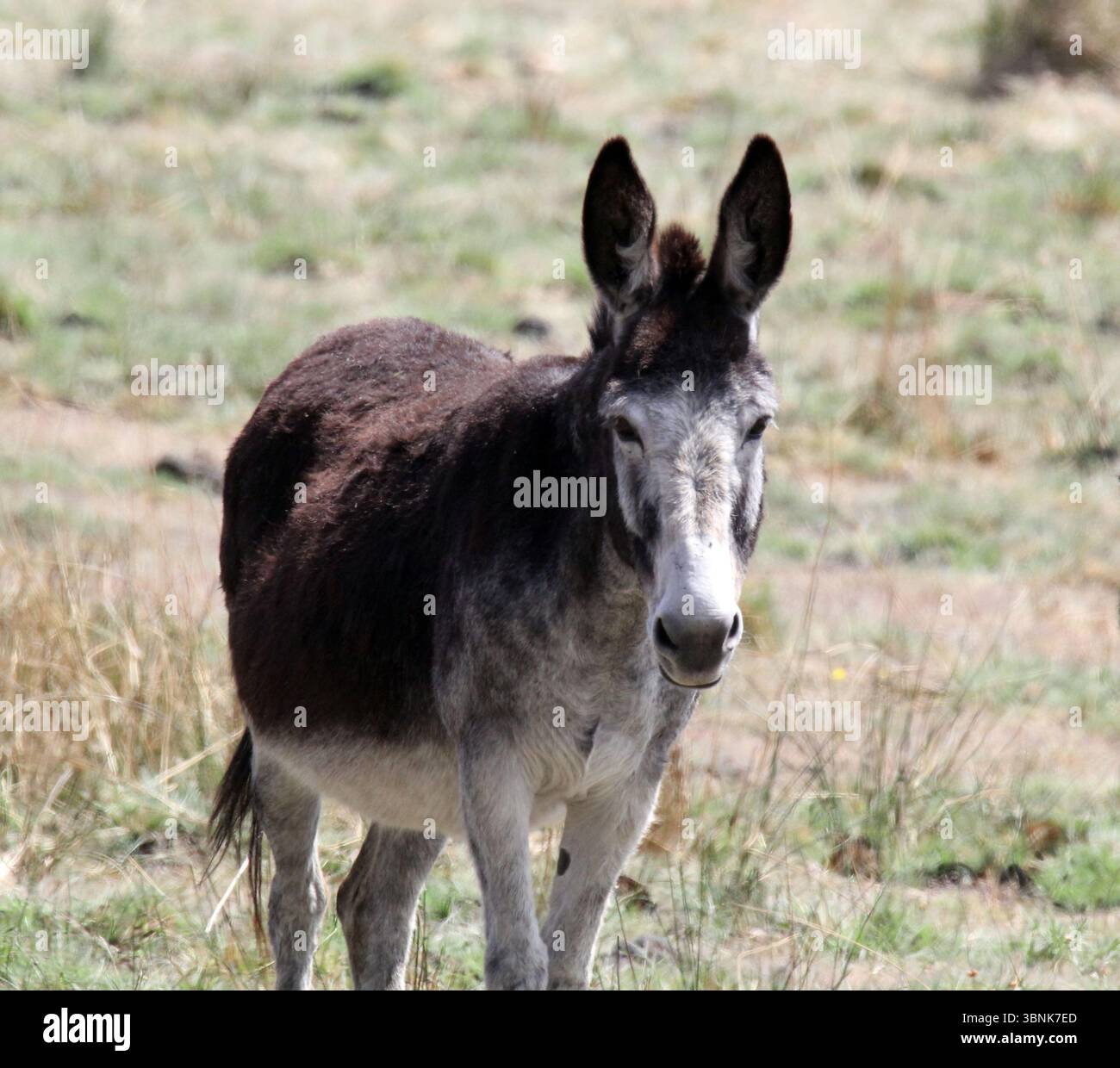 Cavallo d'asino in piedi in un campo d'erba Foto Stock