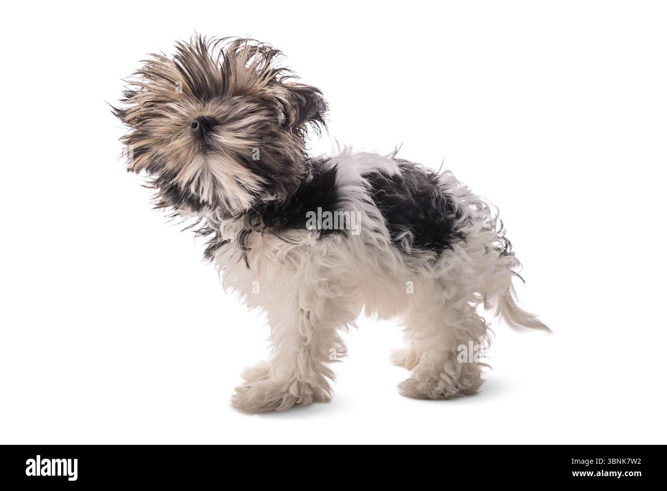 Adorabile Little Puppy Shaggy Dog in piedi su sfondo bianco Foto Stock