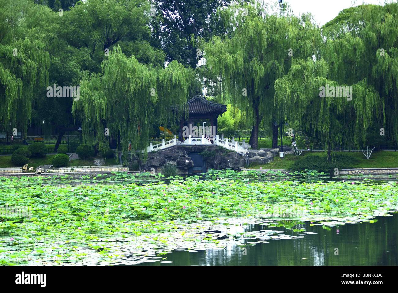 Fiori di loto fioriscono al Purple Bamboo Park di Pechino, Cina, 30 giugno 2025. (Foto di Imaginechina/Sipa USA) Foto Stock