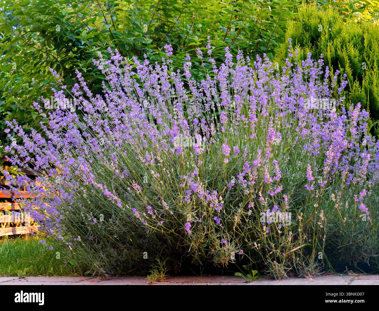 Fioritura di piante di lavanda con fiori freschi viola delicati e profumati in giardino in estate Foto Stock