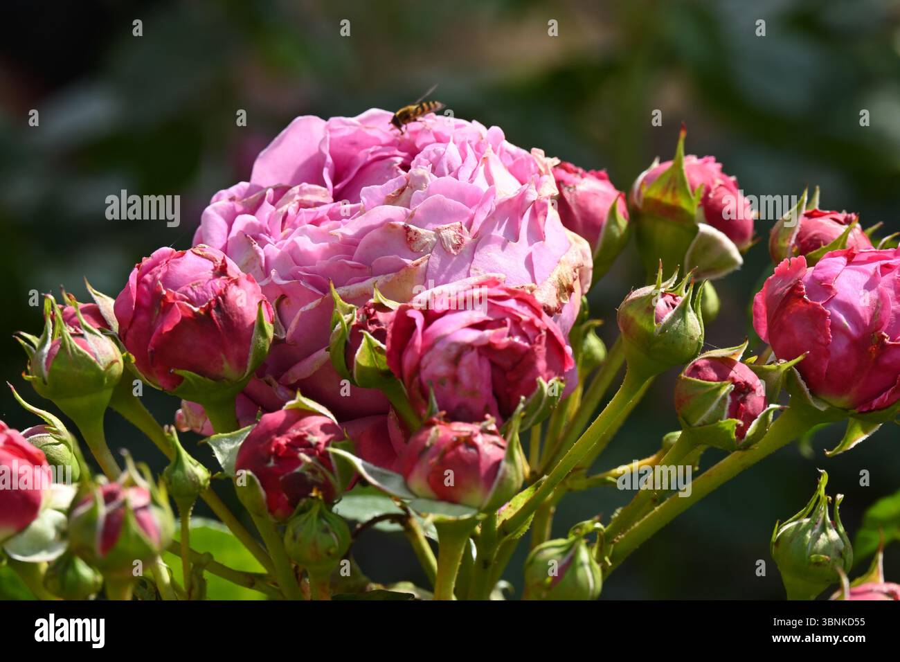 Fiori di rosa rosa estivo magenta, Rosa Mottisfont UK Garden June Foto Stock