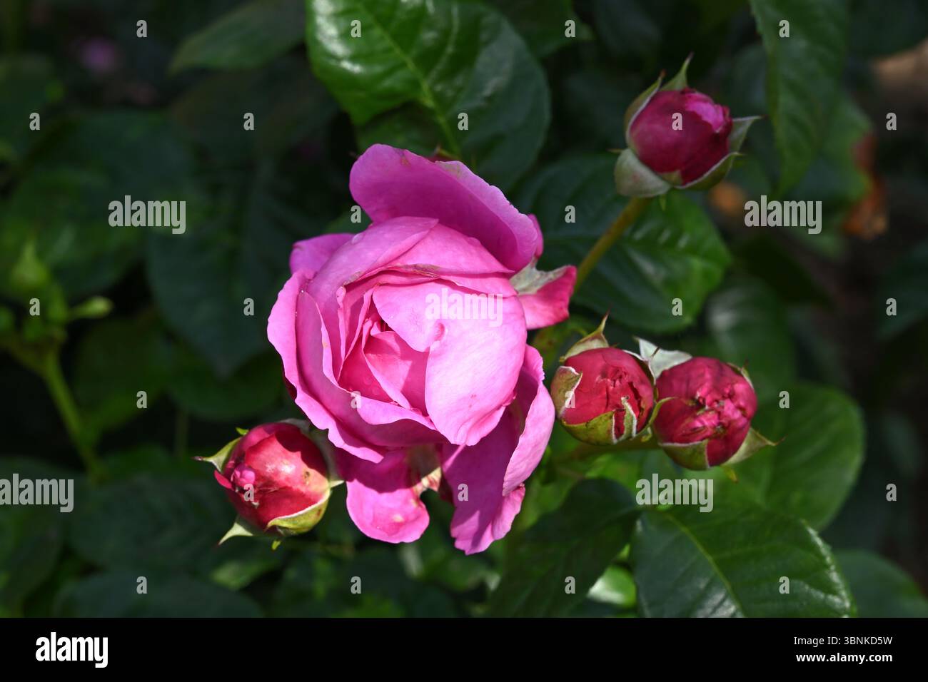 Fiori di rosa rosa estivo magenta, Rosa Mottisfont UK Garden June Foto Stock